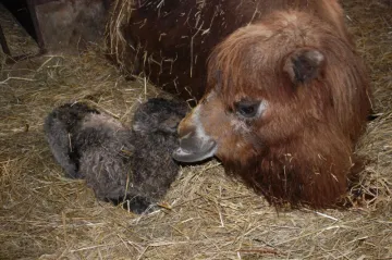 V brněnské zoo se narodilo mládě velblouda, jméno zatím nemá