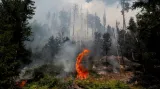 Požár lesa na Hřensku