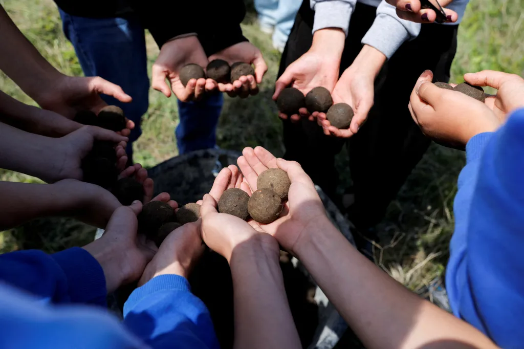 Černé koule tvoří semena uvnitř směsi hlíny, písku a odpadní biomasy bohatými na minerály. Tento obal navíc chrání semena před hmyzem a hlodavci