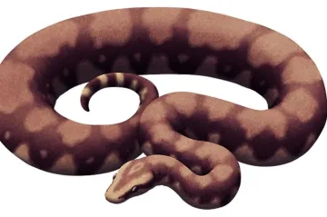 Vědci objevili fosilii zřejmě největšího hada na Zemi. Bažinami Indie se plazil patnáctimetrový obr