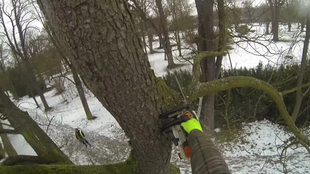 Kácení alejí ve Slavkově u Brna