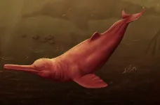 Vědci popsali obřího pravěkého delfína, který žil v řece. Jeho příběh ukazuje, jak ohrožené jsou moderní druhy