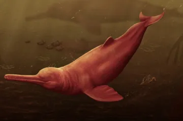 Vědci popsali obřího pravěkého delfína, který žil v řece. Jeho příběh ukazuje, jak ohrožené jsou moderní druhy