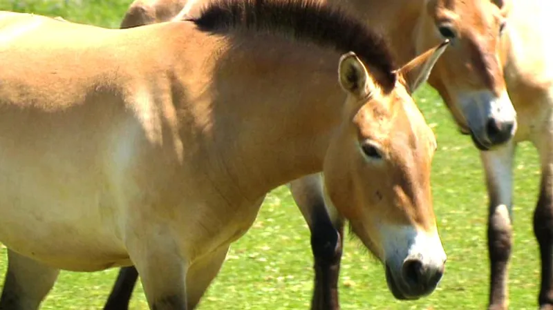 Koně Převalského