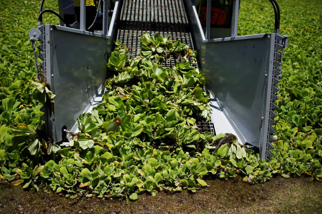 Nádrž pokrytá vodním salátem v salvadorském městě Suchitoto