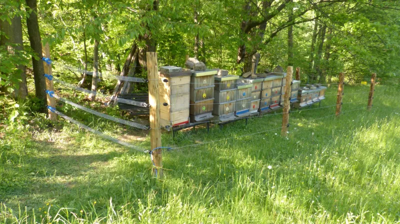 Úly zabezpečené ohradníkem