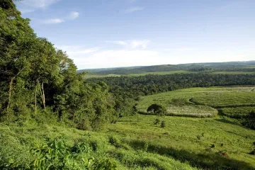 Zelená vlna míří na sever. Němečtí vědci popsali, jak změna klimatu mění lesy