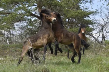 Divocí koně v Podyjí můžou do lesa. Vzácné rostliny osvobodí od křoví