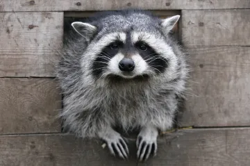 „Odpadkové pandy“ se začaly domestikovat. Už se to projevuje fyziologicky