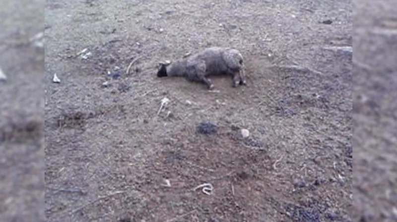 Policejní záběr uhynulé ovce