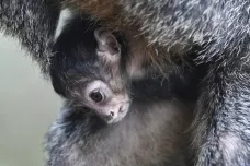 Ve zlínské zoo se narodila „létající opice“. Chov chvostanů znovuobnovil dánský samec