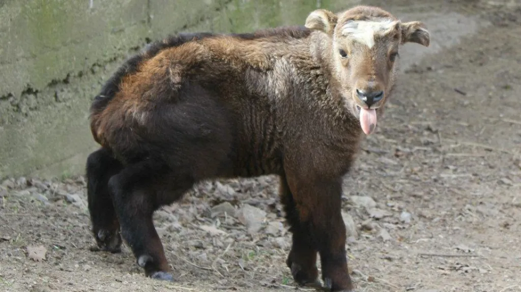 Mládě takina