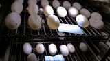 Vajíčka v inkubátoru. Podle vnějších znaků, které se postupně objevují, je alespoň část oplozená