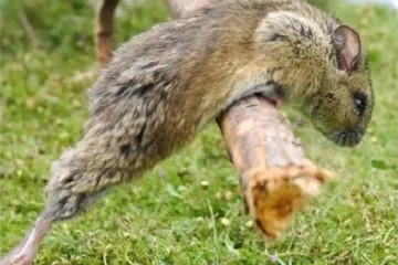 Čeští vědci objevili v Africe neznámé druhy „myší“. Mají bizarně protáhlé hlavy a žijí ve velehorách