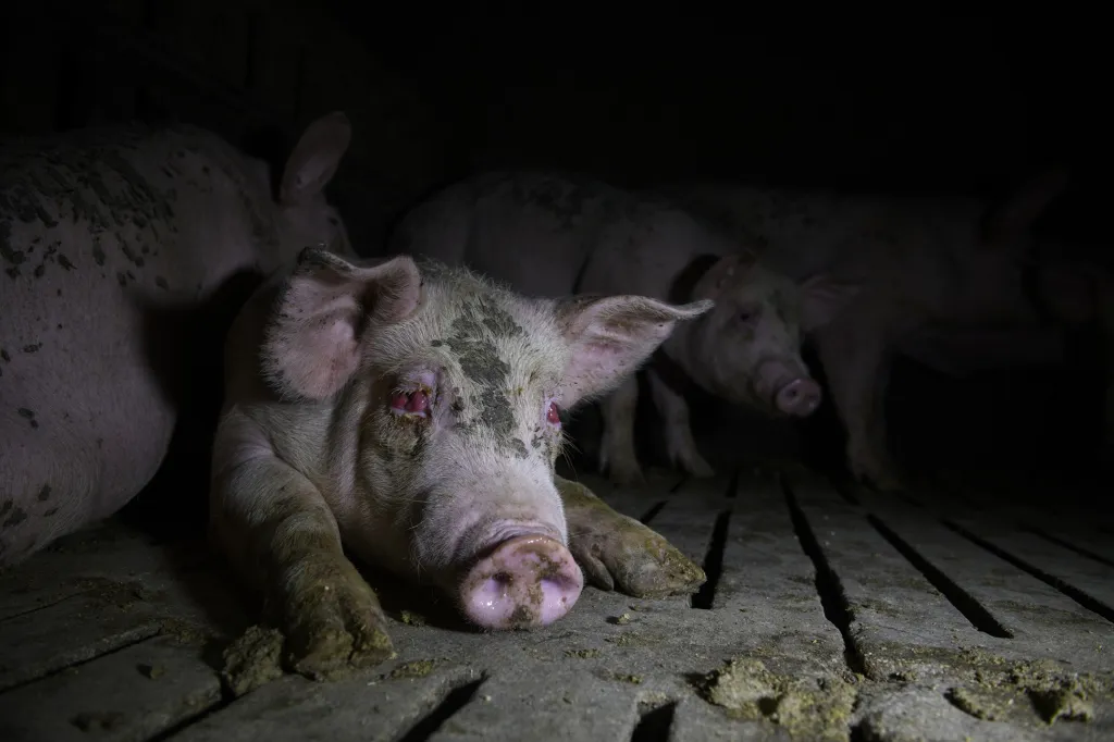 Nominace v sekci Životní prostředí: Aitor Garmendia se sérií snímků Inside the Spanish Pork Industry: The Pig Factory of Europe (Uvnitř španělského vepřového průmyslu: Prasečí továrna Evropy)