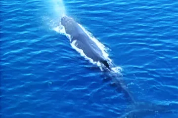 Odstupující islandská vláda zvýšila kvóty na lov velryb