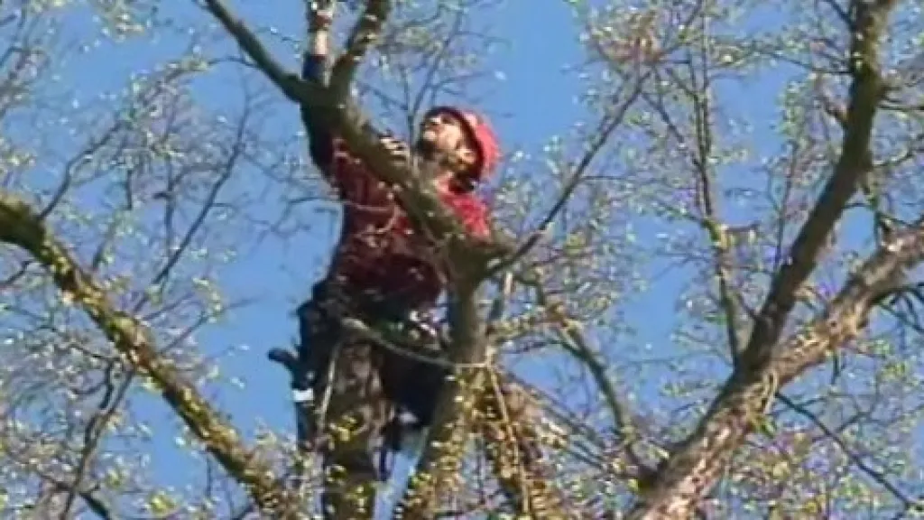 Arborista Martin Vlado při práci na letovické lípě