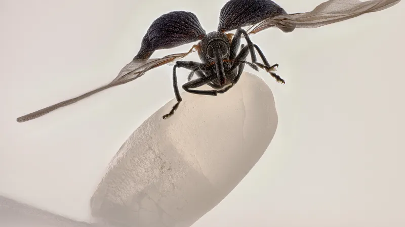 Jou Čang: Pilous rýžový na zrnku rýže