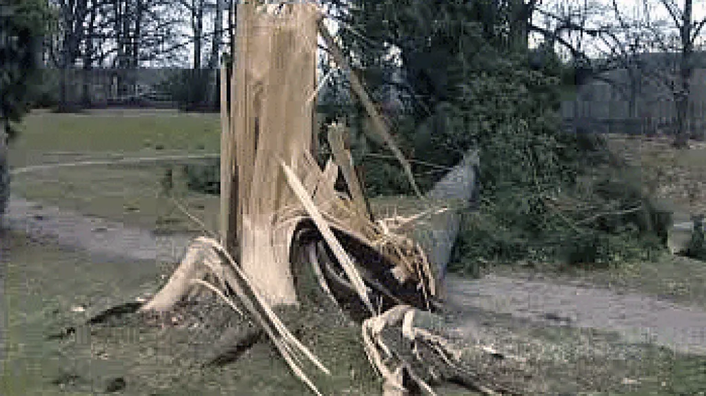 Zlomený strom