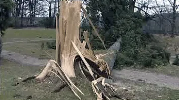 Zlomený strom
