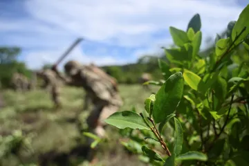 Bolivijská armáda se zbavuje rostlin koky. Obnovuje spolupráci s DEA