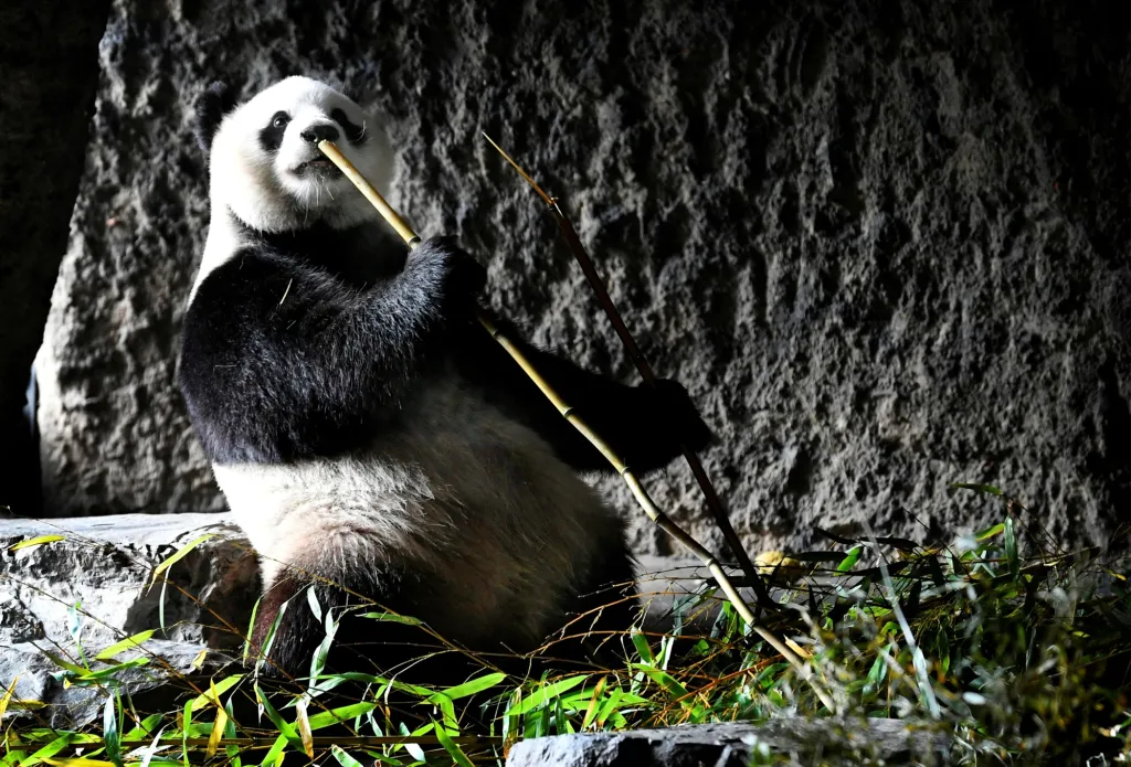 Panda si užívá bambusovou svačinu v Pairi Daiza wildlife park v Belgii