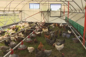 Robotický kurník na solární pohon se sám stará o slepice