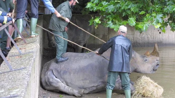 Záchrana zvířat ze zaplavené zoo