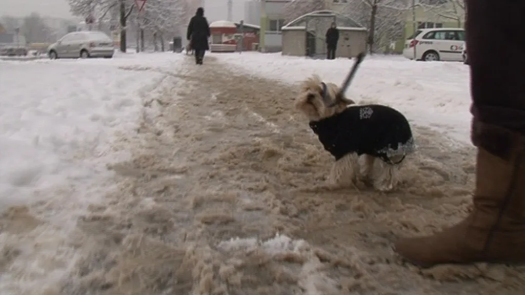 Posypová sůl škodí především zvířatům