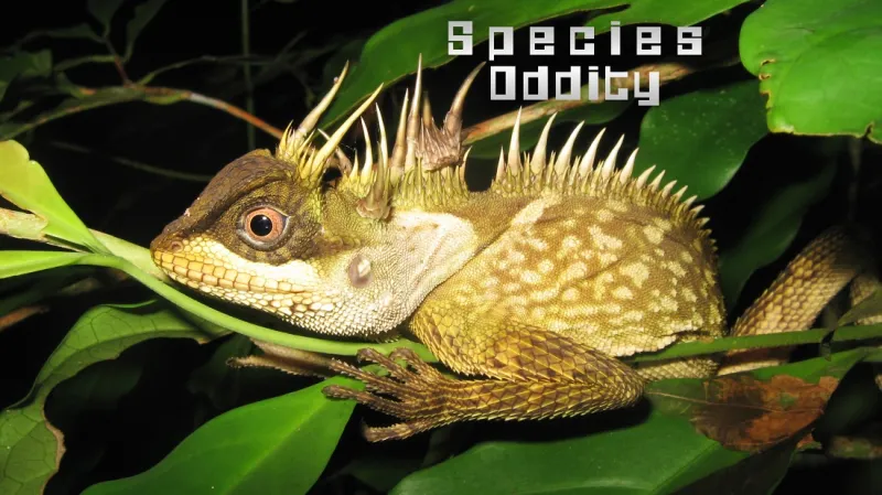 Acanthosaura phuketensis