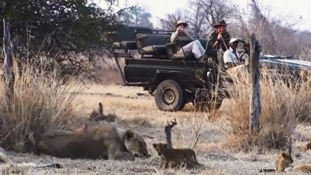 Safari v Zambii