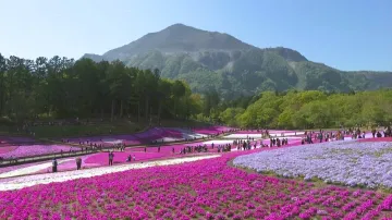 Statisíce plamenek pokryly park v japonské Saitamě