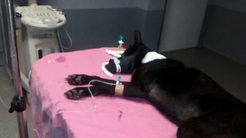 Týraný pes - veterinární klinika