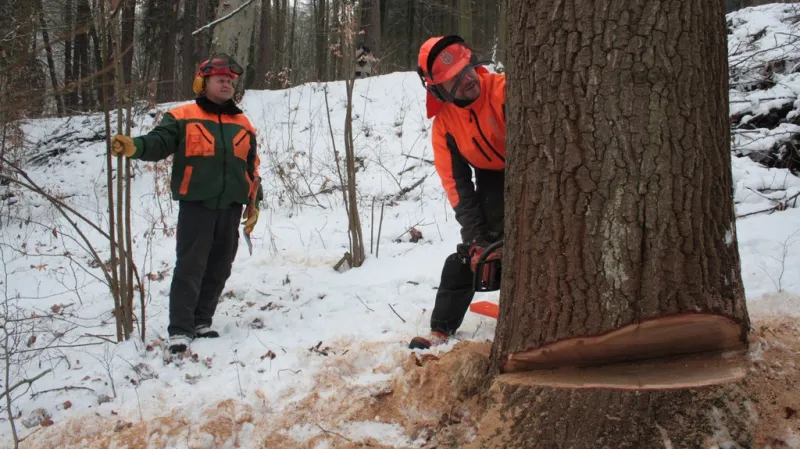 Kácení prvního dubu pro rekonstrukci hradu