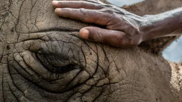 Strážci a ošetřovatelé si vytvořili jedinečný vztah s dvěma posledními samicemi severního bílého nosorožce na planetě.