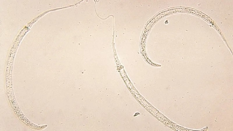 Larvy vlasovce medínského