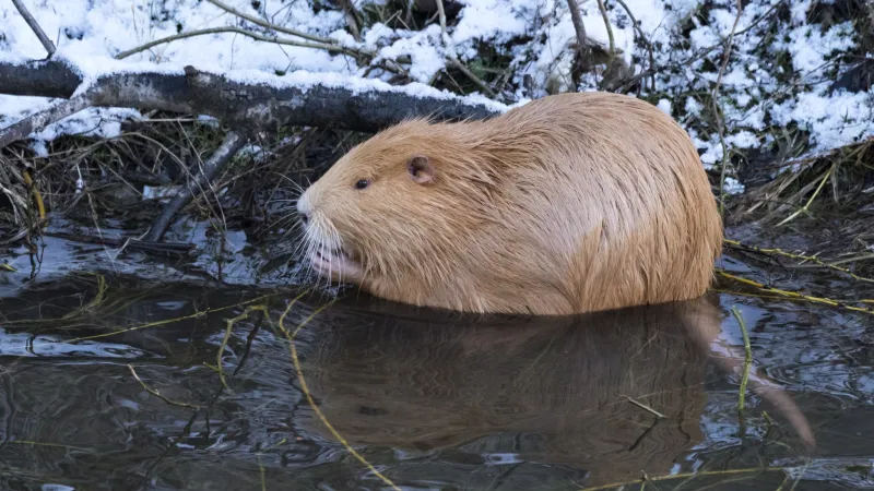 Nutrie říční