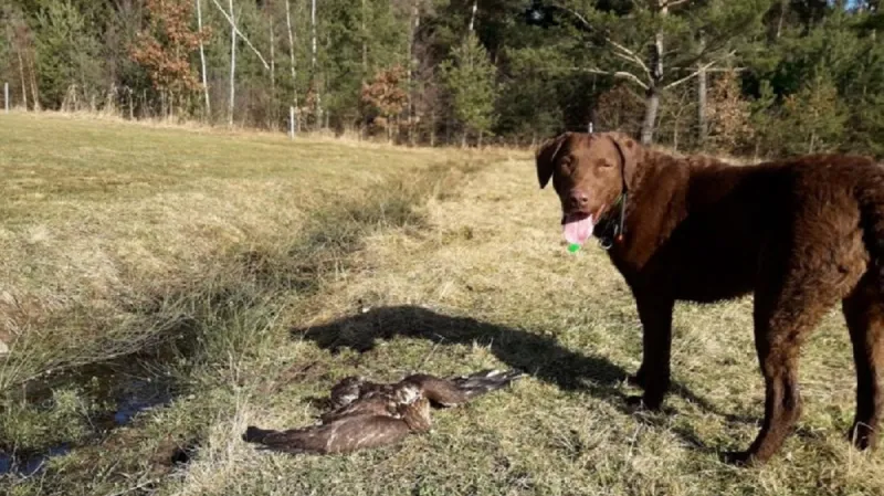 Speciálně vycvičený retrívr pro vyhledávání otrávených návnad a živočichů