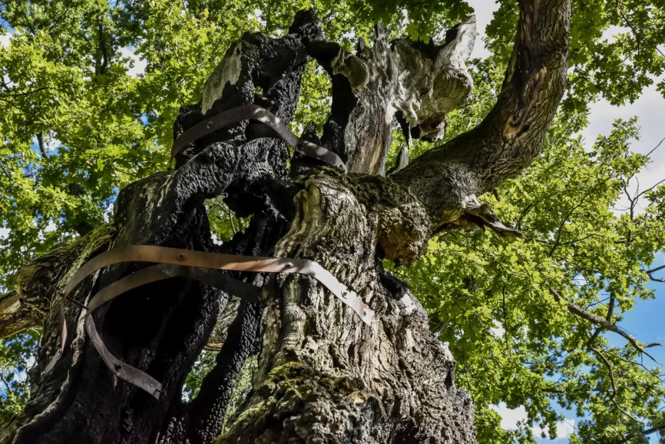 Finalistou ankety je také Otec lesů – Vrakodávný veledub, který stojí u zámečku Stroupeček v obci Žiželice v Ústeckém kraji. Stáří stromu je pět set čtyřicet let