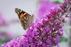 Český ráj motýlů se nachází u Milovic. Žije tu polovina druhů našich denních motýlů