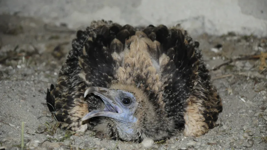 Samička supa mrchožravého ze zlínské zoo ve věku dvou měsíců