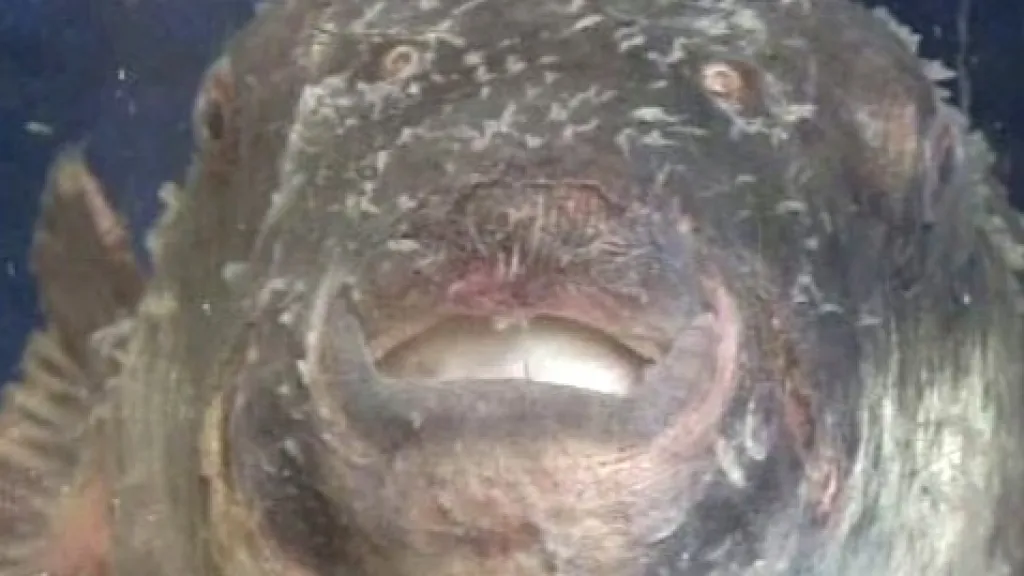 Ryba fugu