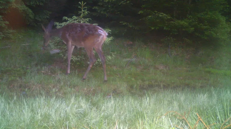 Nad Gruněm: Výběr z fotopasti za rok 2018