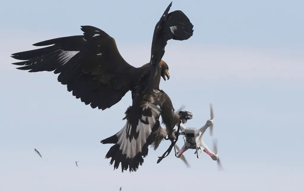 Orel skalní při střetu s dronem během armádního cvičení na francouzské vojenské základně Mont-de-Marsan