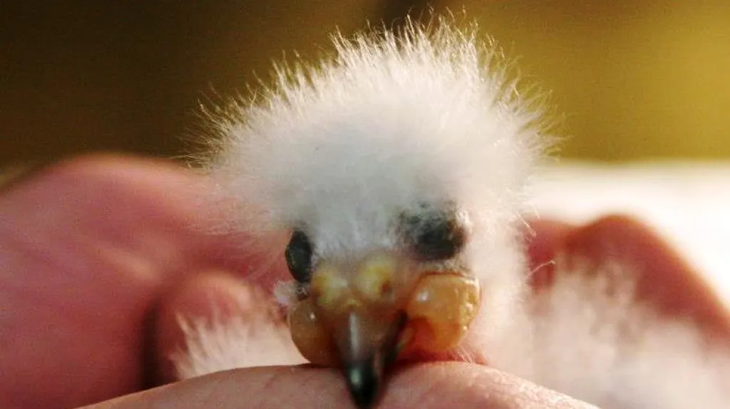 Vylíhnuté mládě papouška Nestor kea