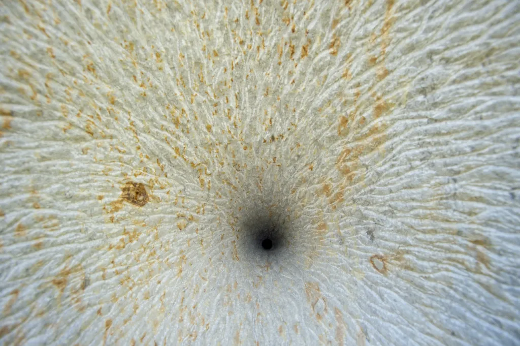 Nynější 31. ročník sympozia se měl konat již loni, ale kvůli epidemii koronaviru jej organizátoři přeložili na letošek. Na snímku je detail sochy Algimantase Šlapikase