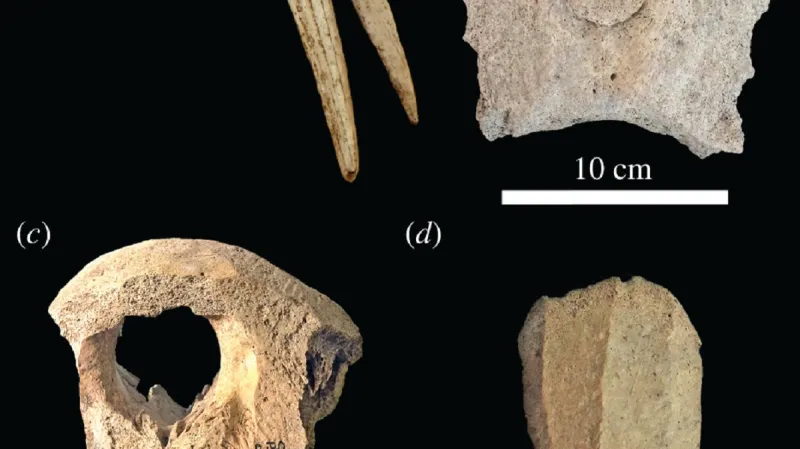 Úlomky z mrožích lebek nalezené v Kyjevě