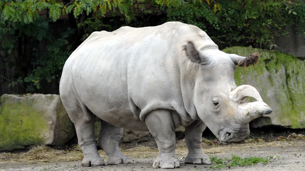 Nabiré, samice nosorožce severního bílého, uhynula roku 2015