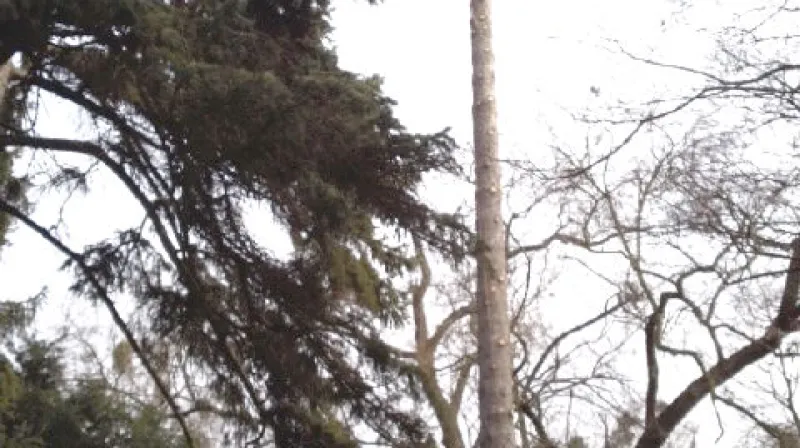 V Lednici zahájili revitalizaci zámeckého parku