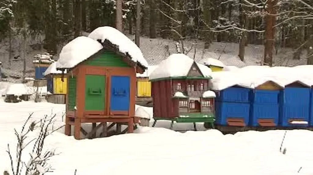 Včelí úly
